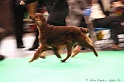 Crufts2011 400